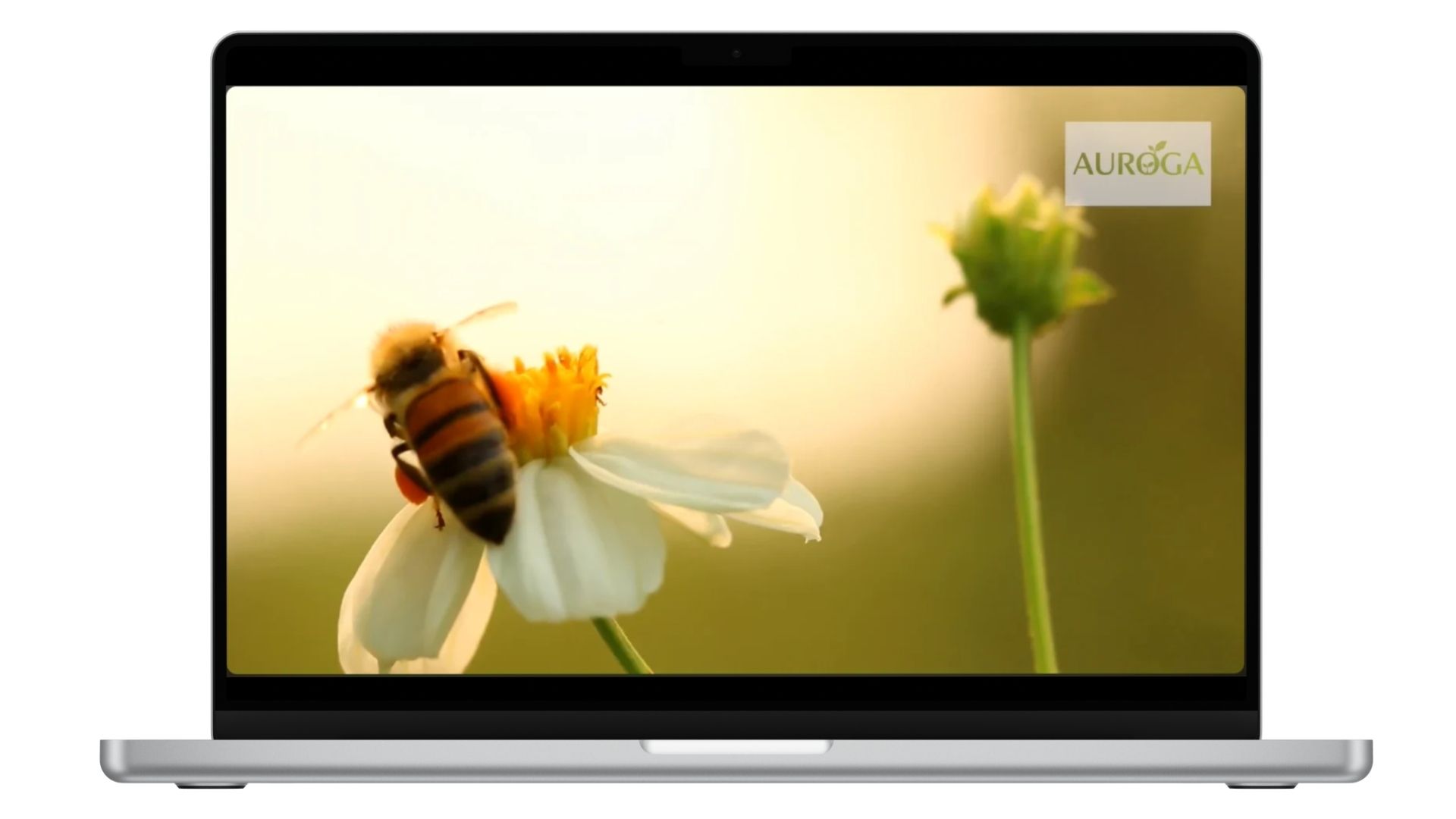 AUROGA Video Production